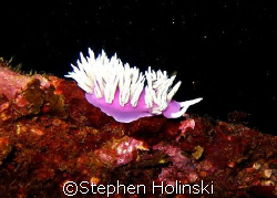 Jason's Nudibranch, peering over into the cargo hold of t... by Stephen Holinski 
